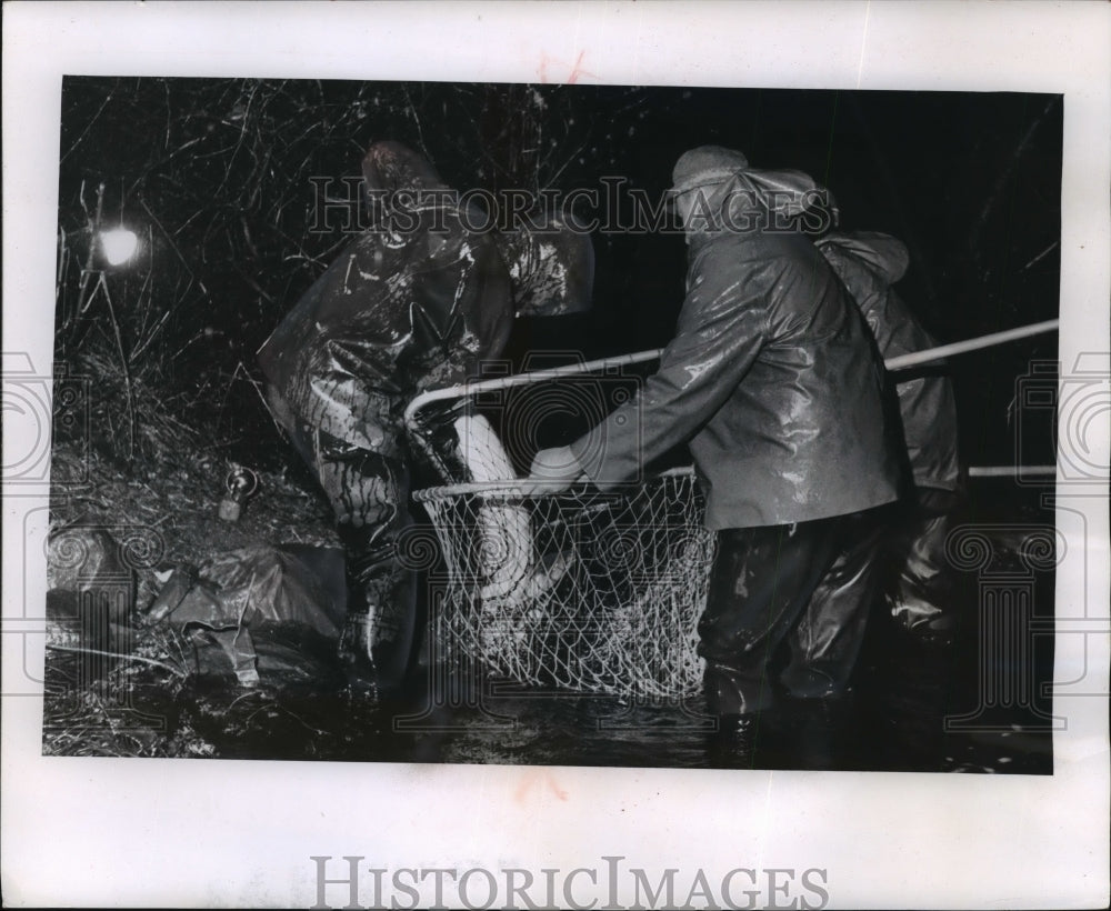 1964 Press Photo Biologists on the Wolf River lift a sturgeon from their net