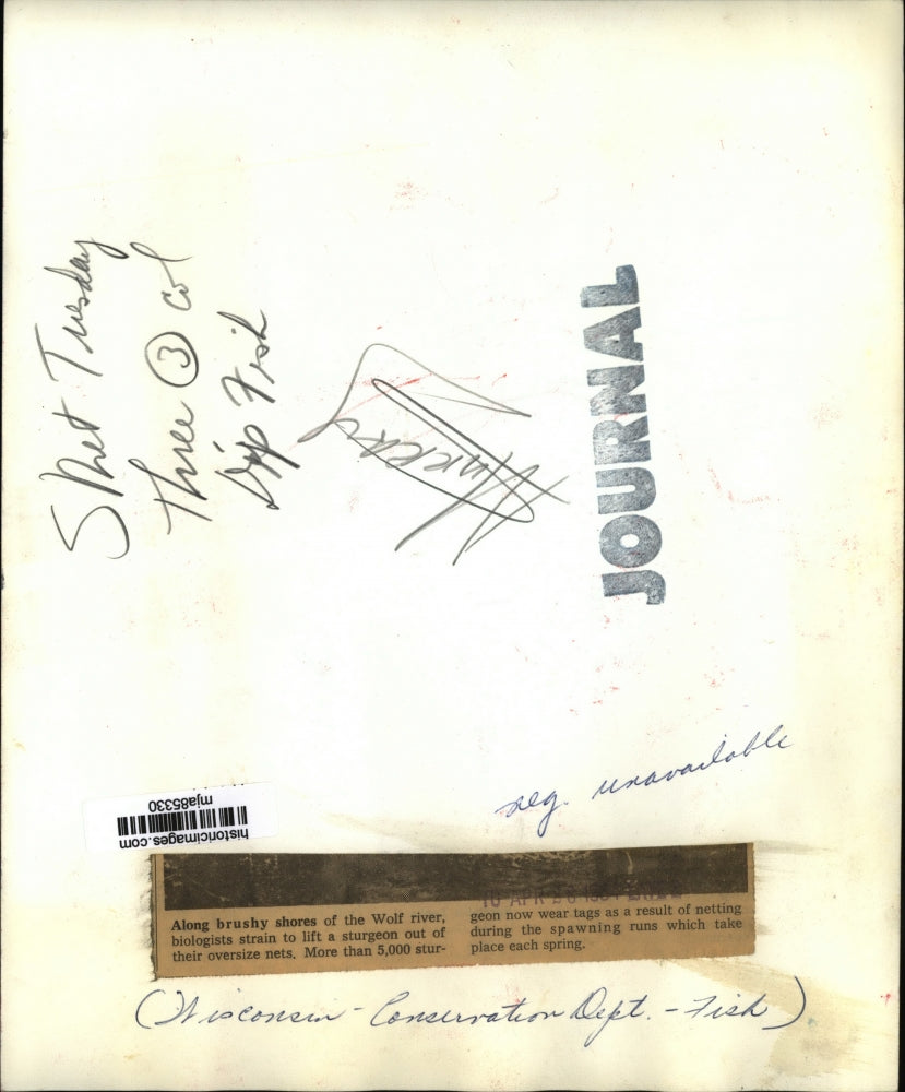 1964 Press Photo Biologists on the Wolf River lift a sturgeon from their net