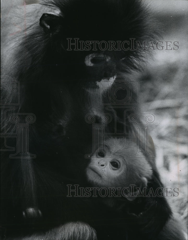Load image into Gallery viewer, 1963 Press Photo Edison Spectacled Langur Mother &amp; Child at at Milwaukee Zoo
