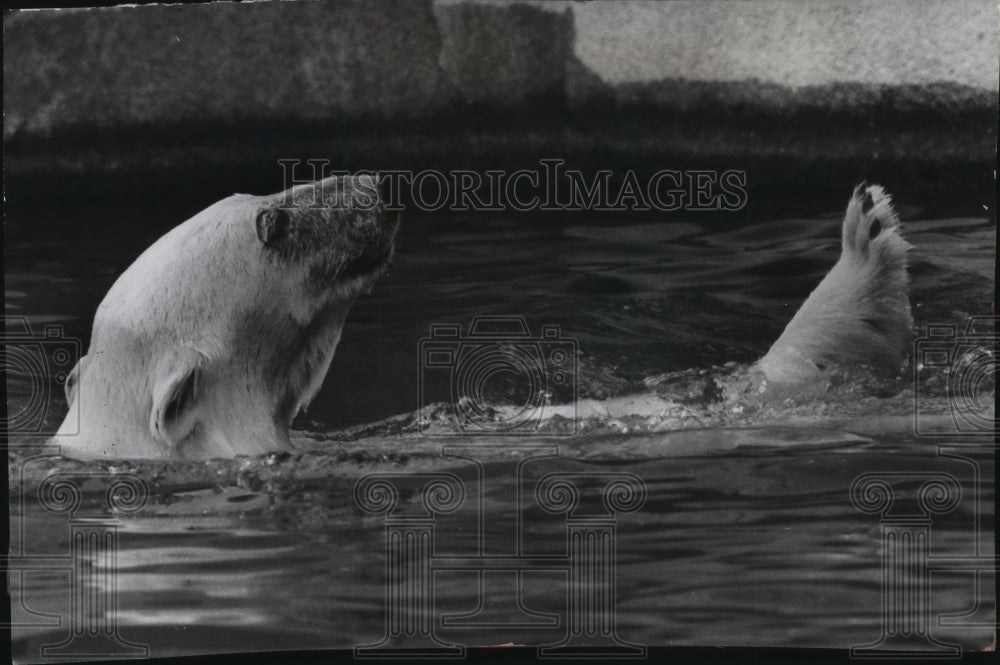 1963 Press Photo Polar Bear Swimming at Milwaukee County Zoo - mja86641- Historic Images