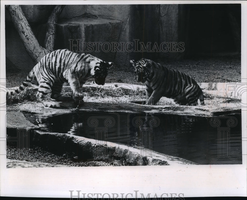 1970 Press Photo Siberian Tiger Cubs Playing at Water Hole, Milwaukee Zoo- Historic Images