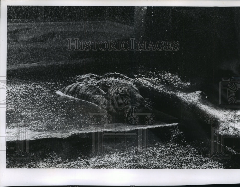 1963 Press Photo Siberian Tiger &quot;Mr. Whiskers&quot; Swimming at Milwaukee Zoo- Historic Images