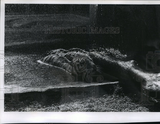 1963 Press Photo Siberian Tiger "Mr. Whiskers" Swimming at Milwaukee Zoo- Historic Images