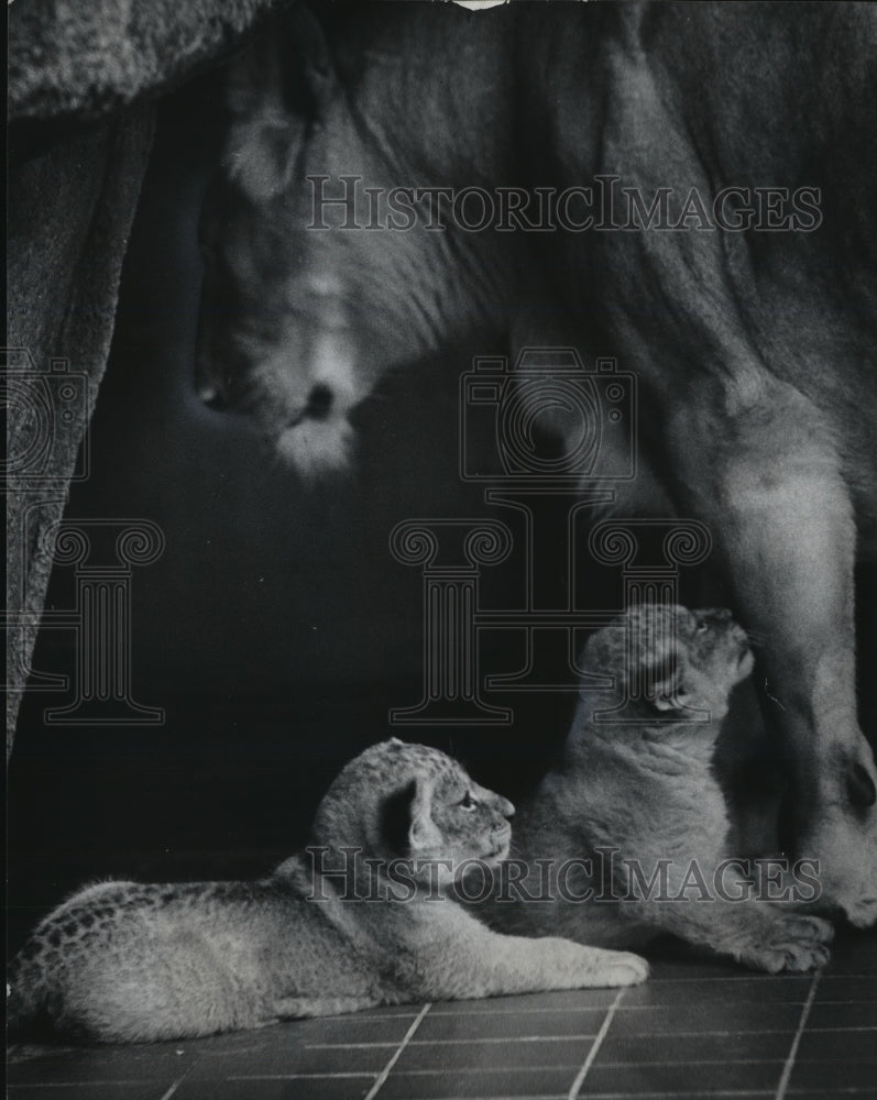 1974 Press Photo Two 5 Week old lions at Milwaukee Zoo, First Public Appearance- Historic Images