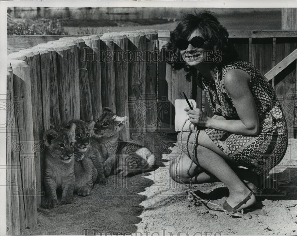 1972 Press Photo Lions Suzie, Carlo and Ralph go to Children&#39;s Zoo, Milwauked- Historic Images