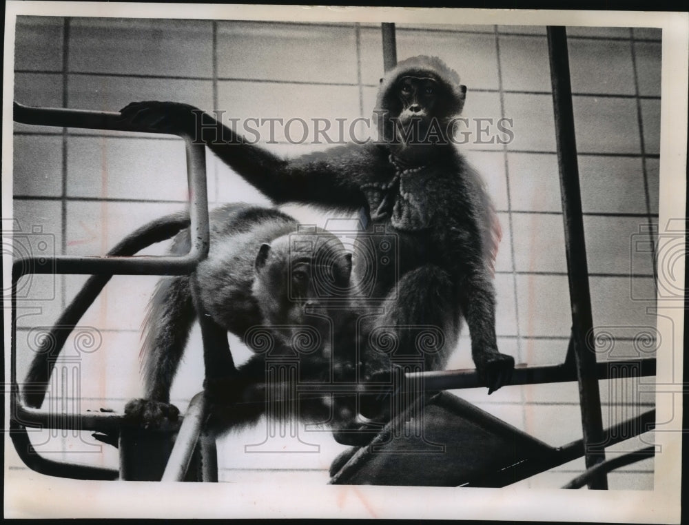 1964 Press Photo Gelada baboons new residents of Milwaukee County Zoo- Historic Images