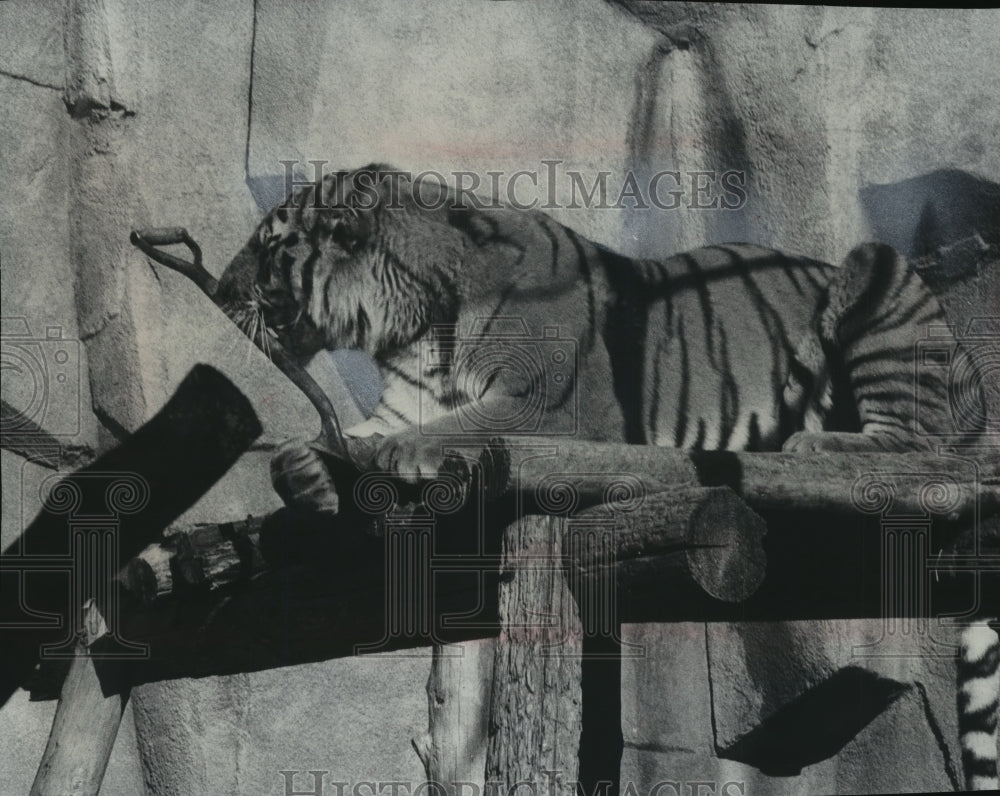 1975 Press Photo Robbie, a Siberian Tiger nuzzles shovel at Milwaukee County Zoo- Historic Images