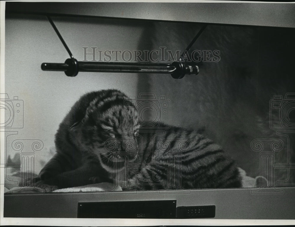 Press Photo Sally, Siberian Tiger Mother, abandons Cub at Milwaukee County Zoo- Historic Images