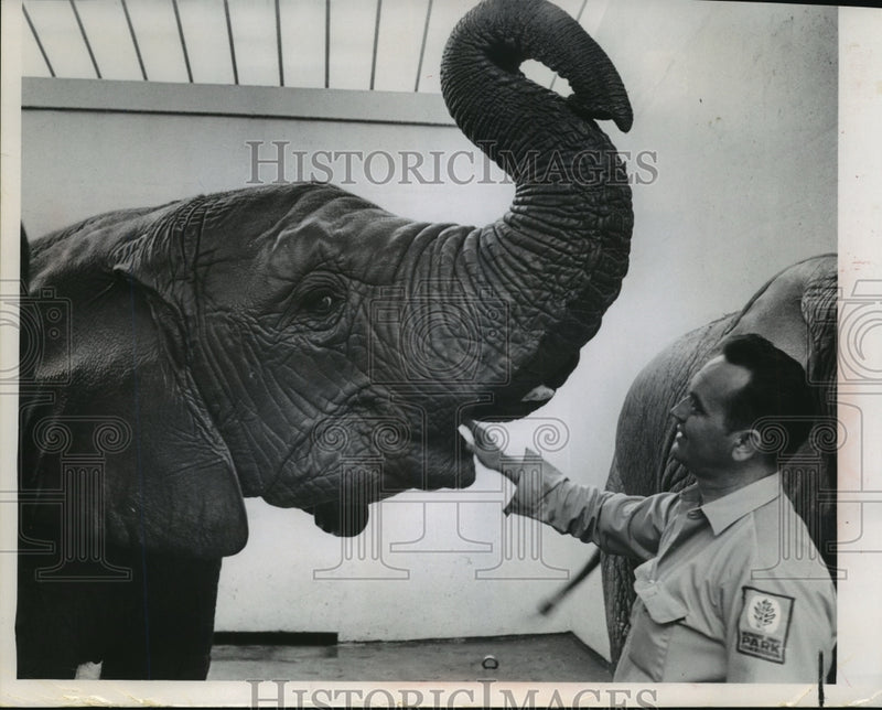 Load image into Gallery viewer, 1967 Press Photo Milwaukee Zoo director George Speidel with Kola oldest Elephant
