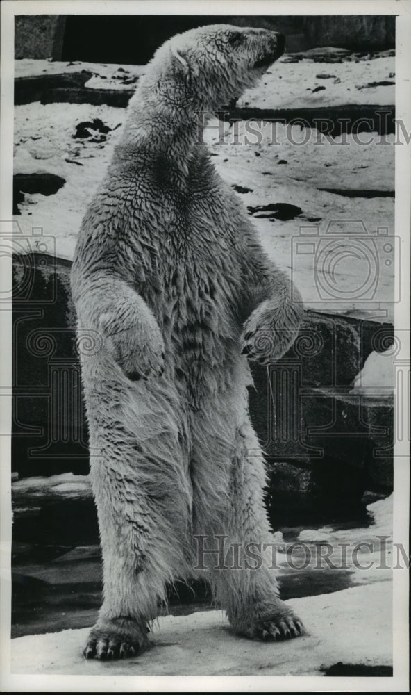 1965 Press Photo polar bear at the Milwaukee County Zoo stepping out of the pool- Historic Images