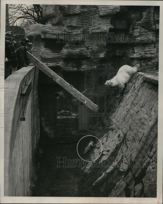 1953 Press Photo Sultana II's cub trying to crawl out of the moat in Milwaukee- Historic Images