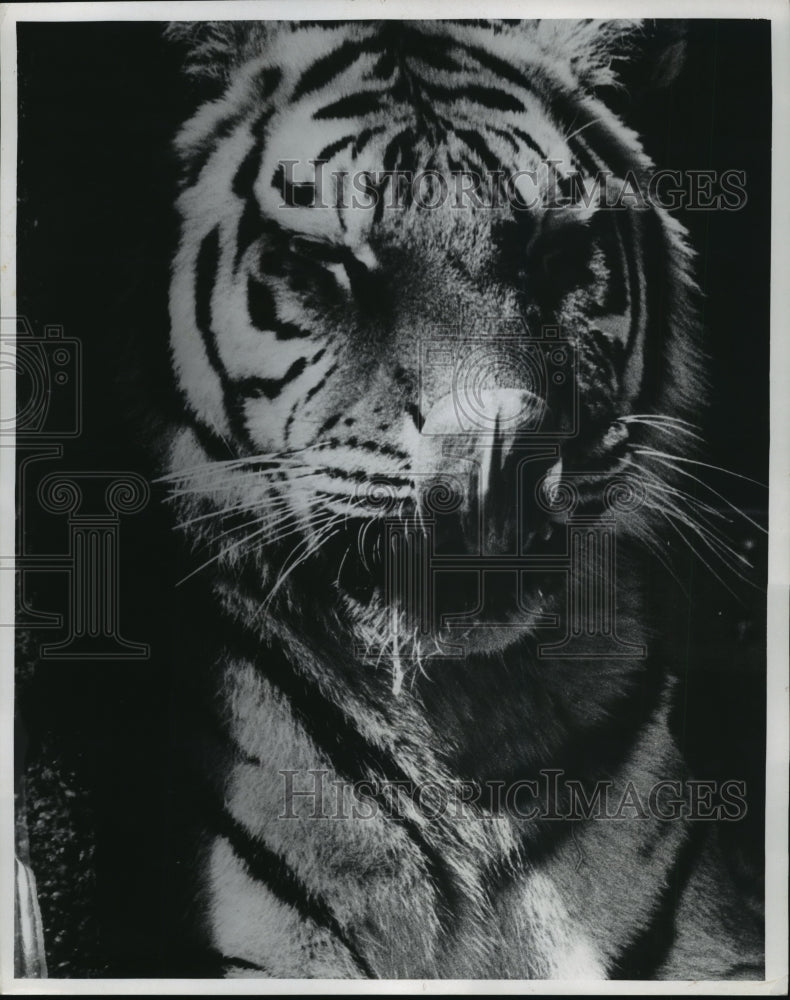 1965 Press Photo licking its chops is a Siberian tiger at the Milwaukee zoo