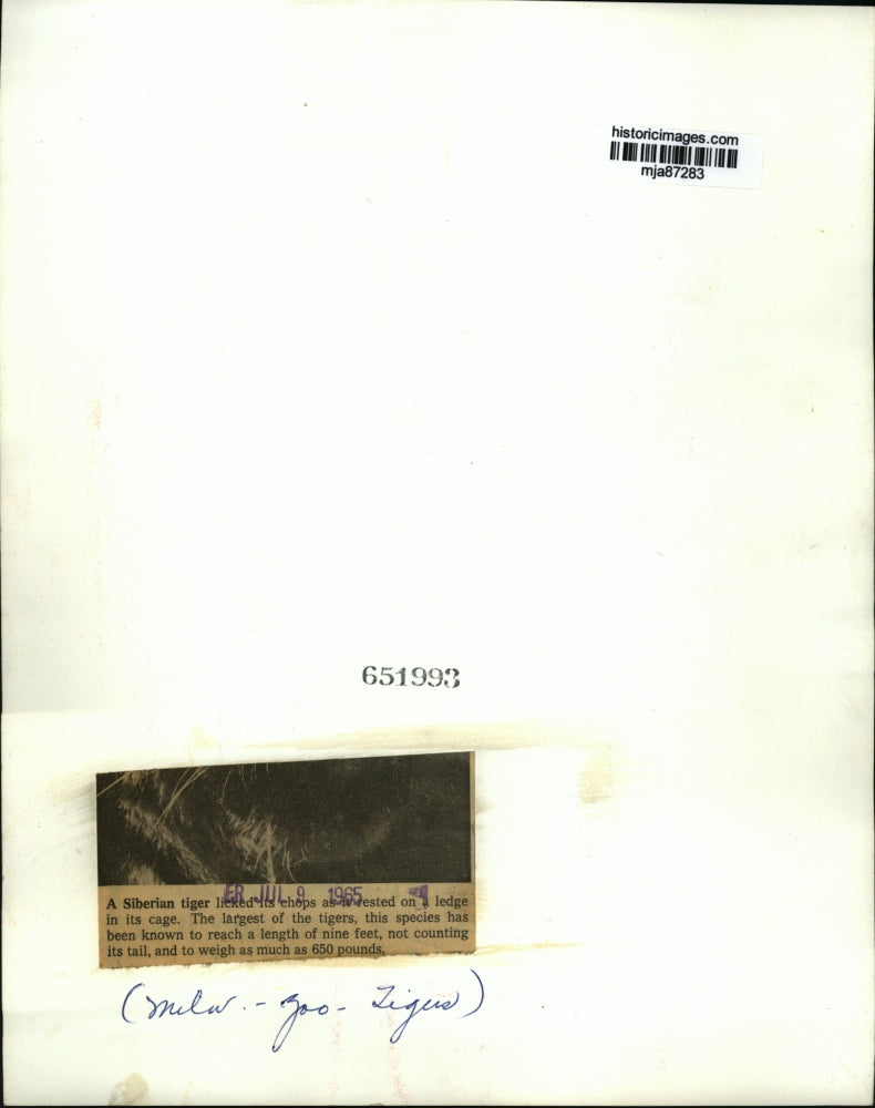 1965 Press Photo licking its chops is a Siberian tiger at the Milwaukee zoo