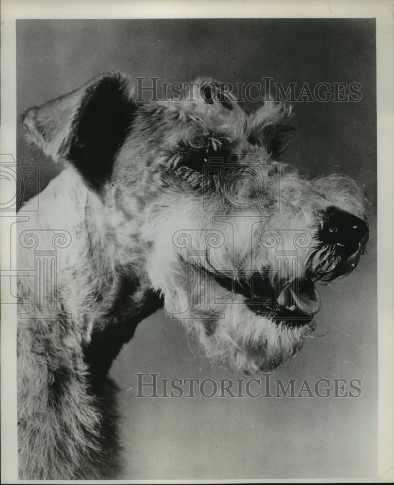 1956 Press Photo Wire-haired Fox Terrier - mja87376