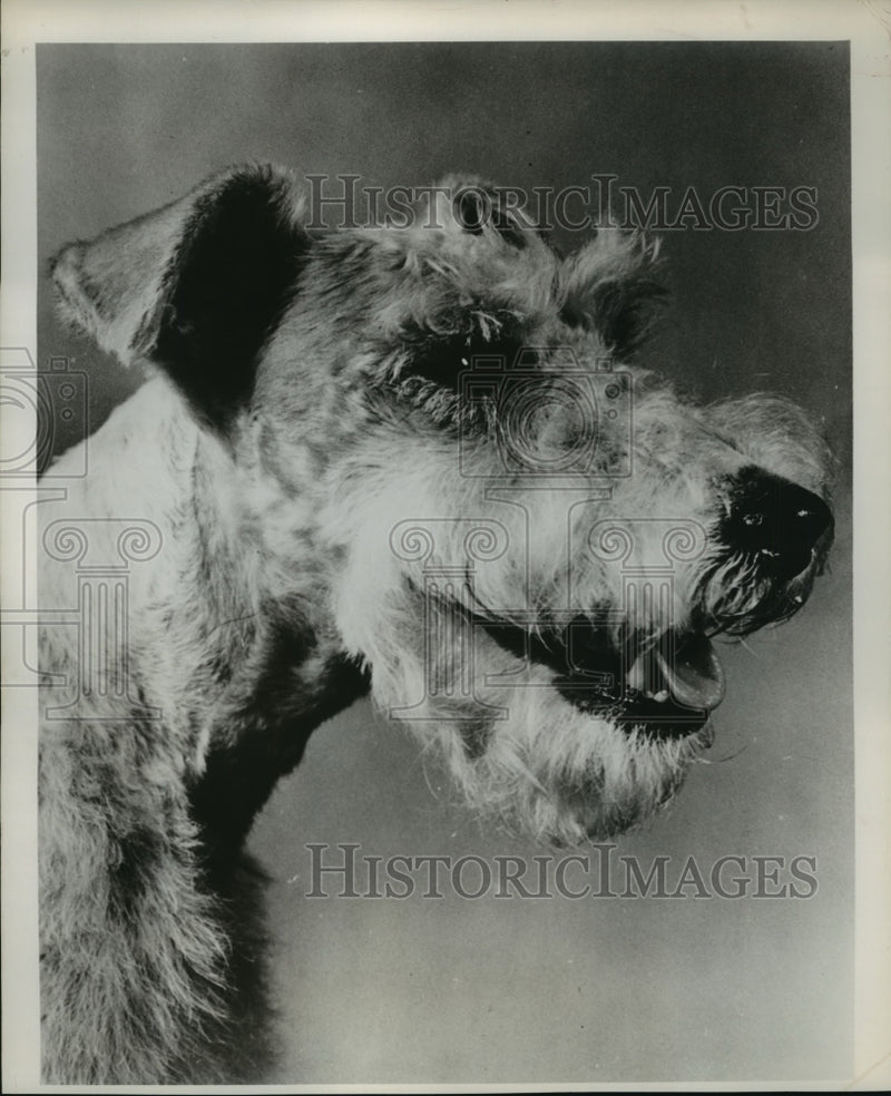 Load image into Gallery viewer, 1956 Press Photo Wire-haired Fox Terrier - mja87376
