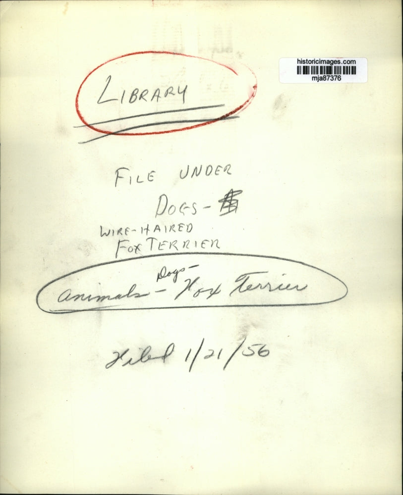 1956 Press Photo Wire-haired Fox Terrier - mja87376