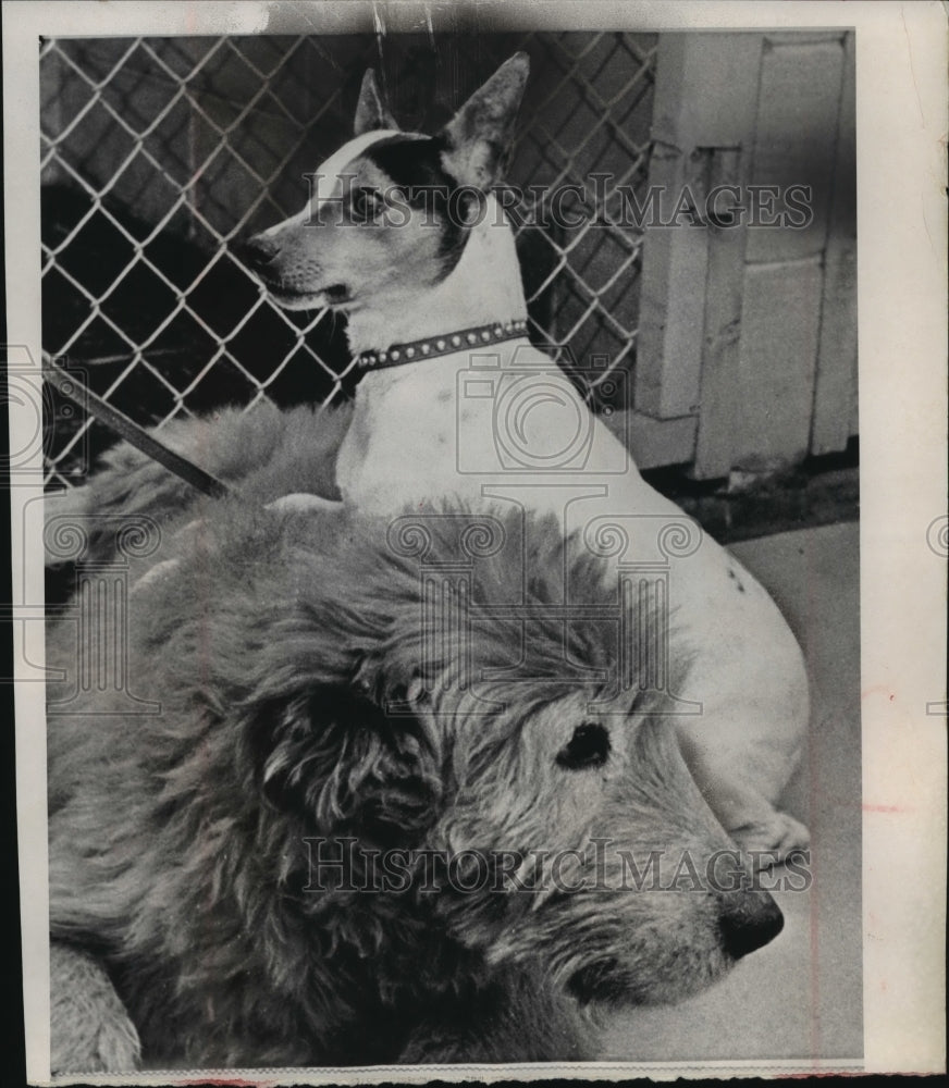 1966 Press Photo Collie-Airedale and Terrier in Chicago kennel - mja87384- Historic Images