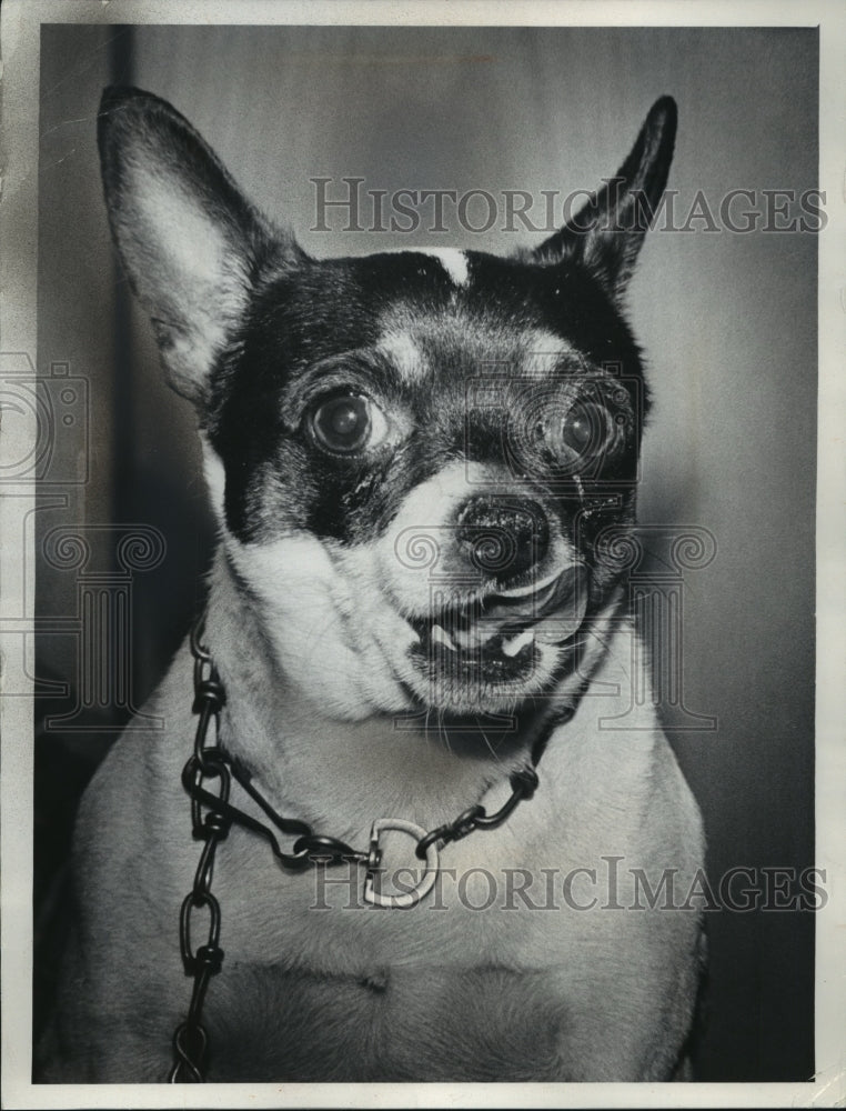 1975 Press Photo Buttons, Toy Fox Terrier at Wisconsin Humane Society- Historic Images