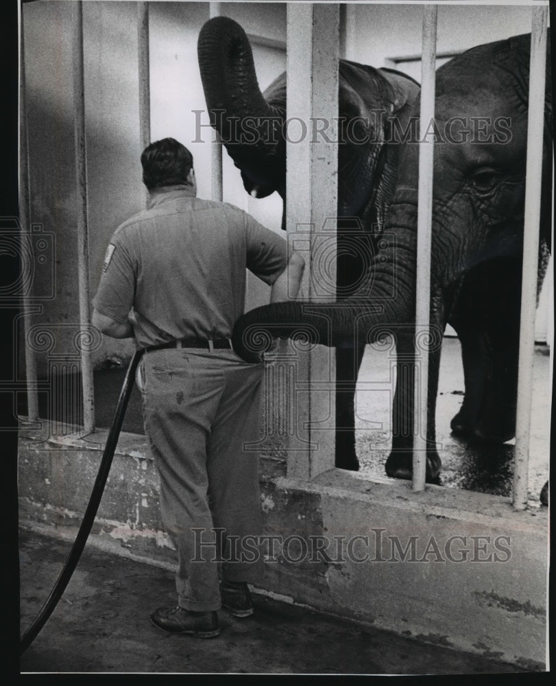 1966 Press Photo Elephant Pickpockets Wristwatches at Milwaukee Zoo - mja87672- Historic Images