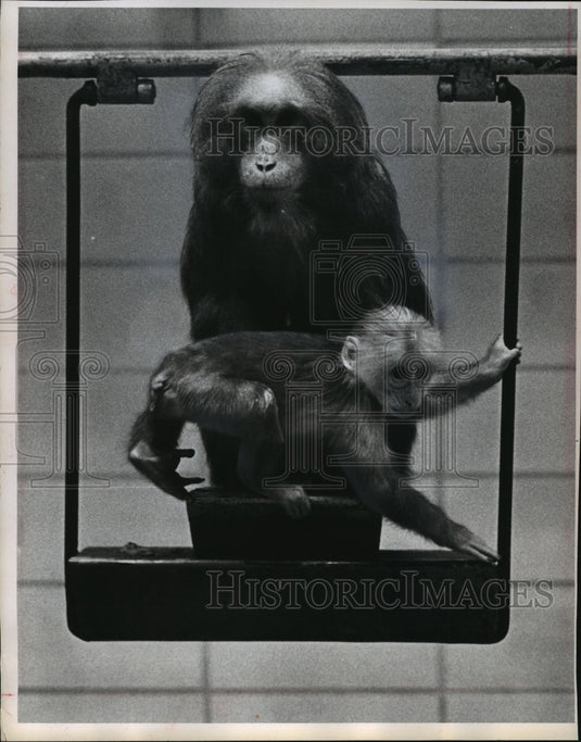 1965 Press Photo A mother brown stump-tail and her offspring at Milwaukee Zoo.- Historic Images