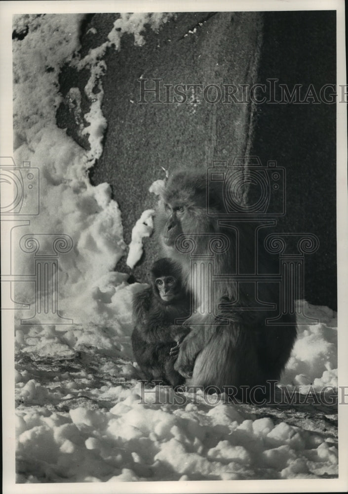 1989 Press Photo Baby Japanese macaque snuggles with its mother at Milwaukee Zoo- Historic Images