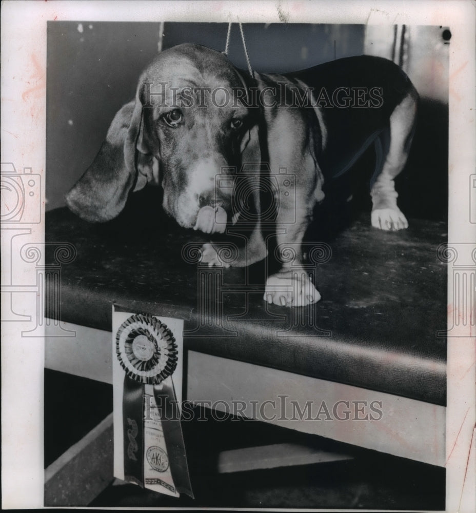 1957 Press Photo Best Basset Hound at 81st Westminster Kennel Club Dog show- Historic Images