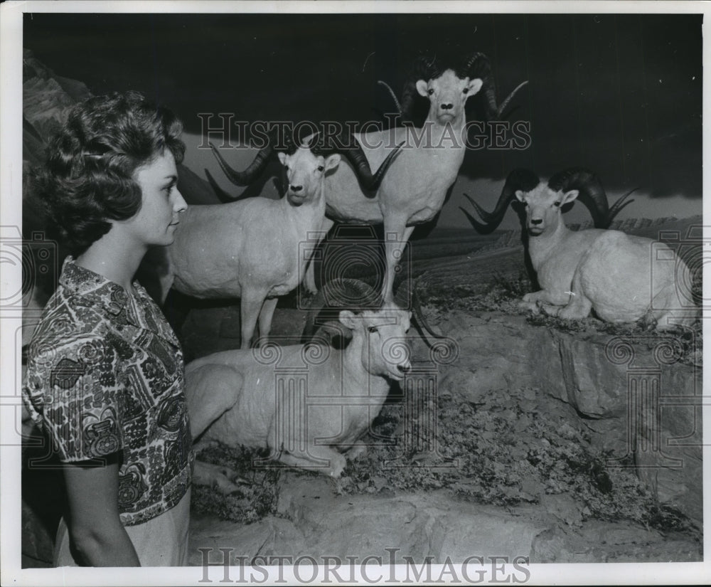 1960 Press Photo New Sheep group at Milwaukee Public Museum. - mja89315- Historic Images