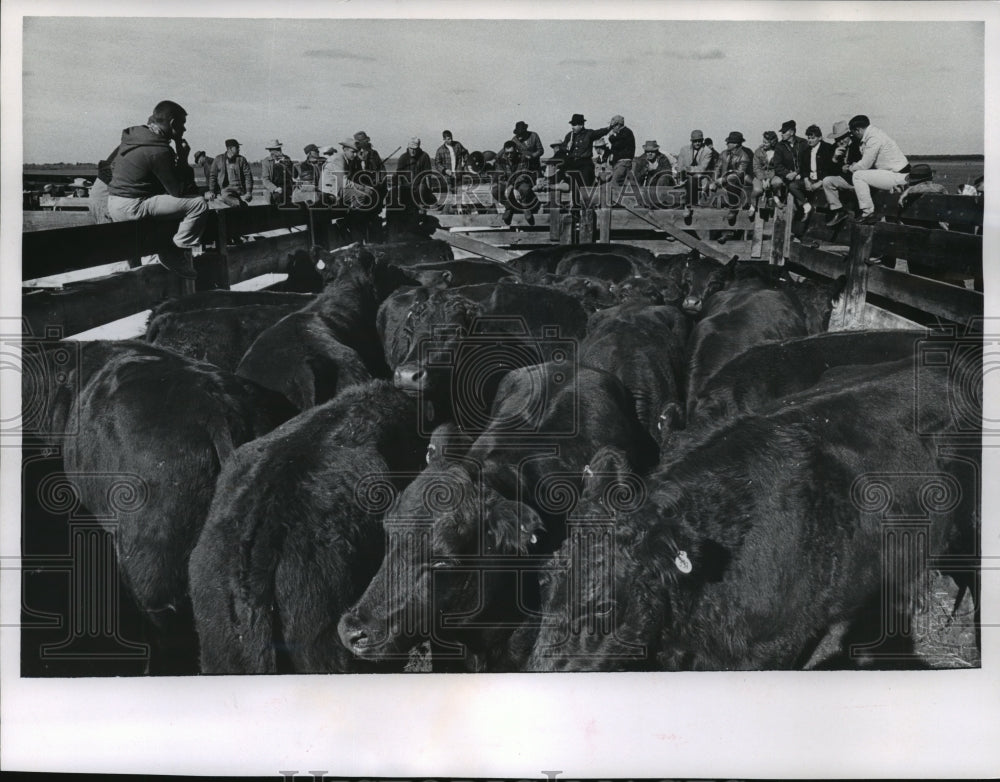 1964 Press Photo Cattle Auction at De George&#39;s Triple D Ranch in Adams County- Historic Images