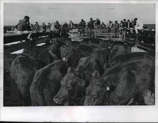 1964 Press Photo Cattle Auction at De George's Triple D Ranch in Adams County- Historic Images
