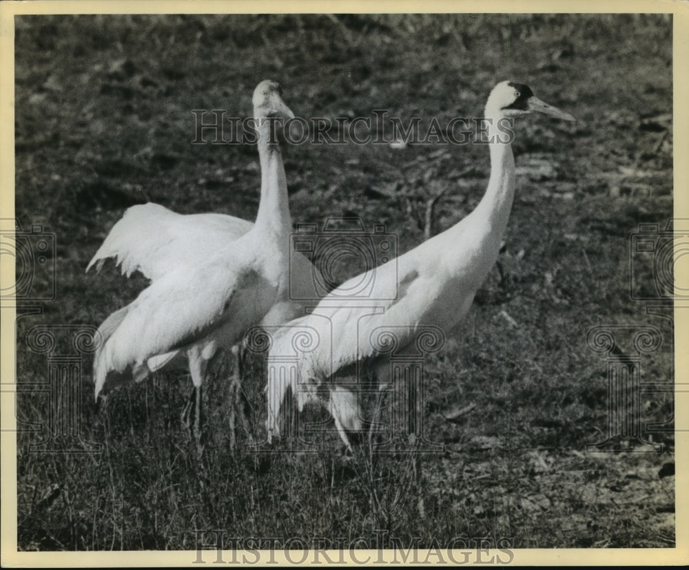 1956 Press Photo Whooping Crane Family at the Aransas Refuge in Texas