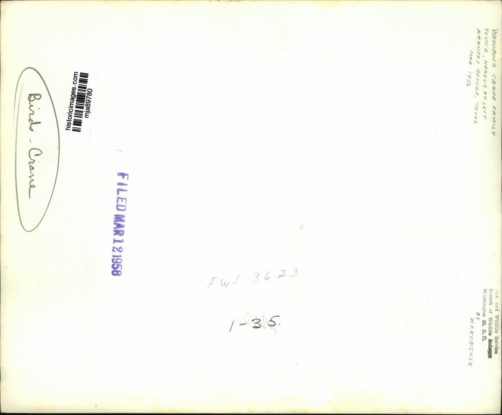 1956 Press Photo Whooping Crane Family at the Aransas Refuge in Texas