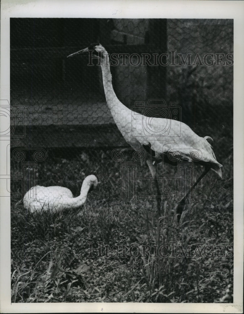 1957 Press Photo Whooping Cranes Crip &amp; Jo at Audubon Park Zoo, New Orleans