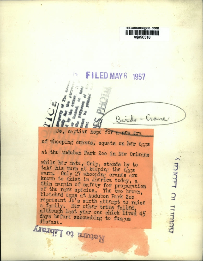 1957 Press Photo Whooping Cranes Crip & Jo at Audubon Park Zoo, New Orleans