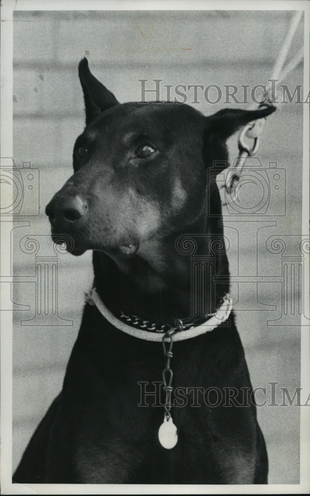 1972 Press Photo Dobie may be adopted from the Wisconsin Humane Society shelter.- Historic Images