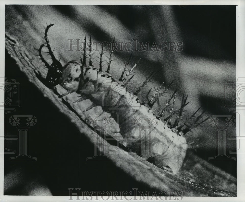 1977 Press Photo A half inch long Heliconid caterpillar in Costa Rica- Historic Images