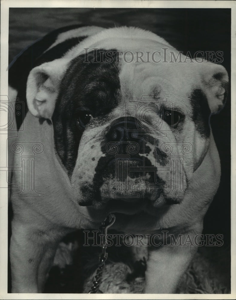 1952 Press Photo Russell Redd the Bulldog from Highland Park, Illinois - Historic Images