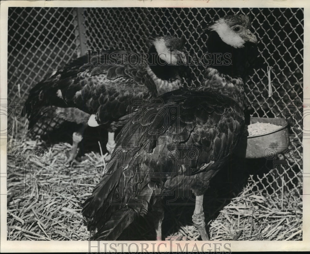 1964 Press Photo Two crested screamers at Milwaukee County Zoo, Wisconsin- Historic Images