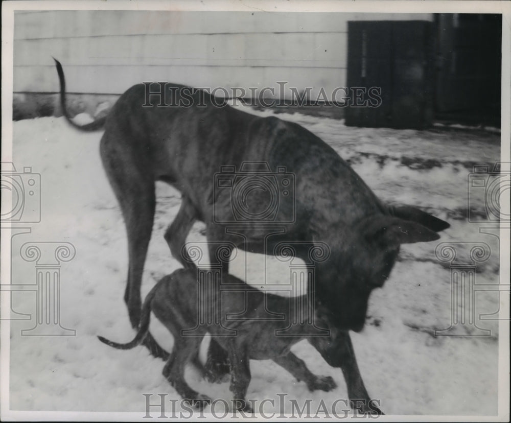 1950 Press Photo Great Dane snaps at overacting pup in Almond, Wis. - mja93727- Historic Images