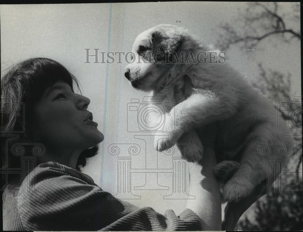 1967 Press Photo Kay Nelson rescues a Great Pyrenees from another canine