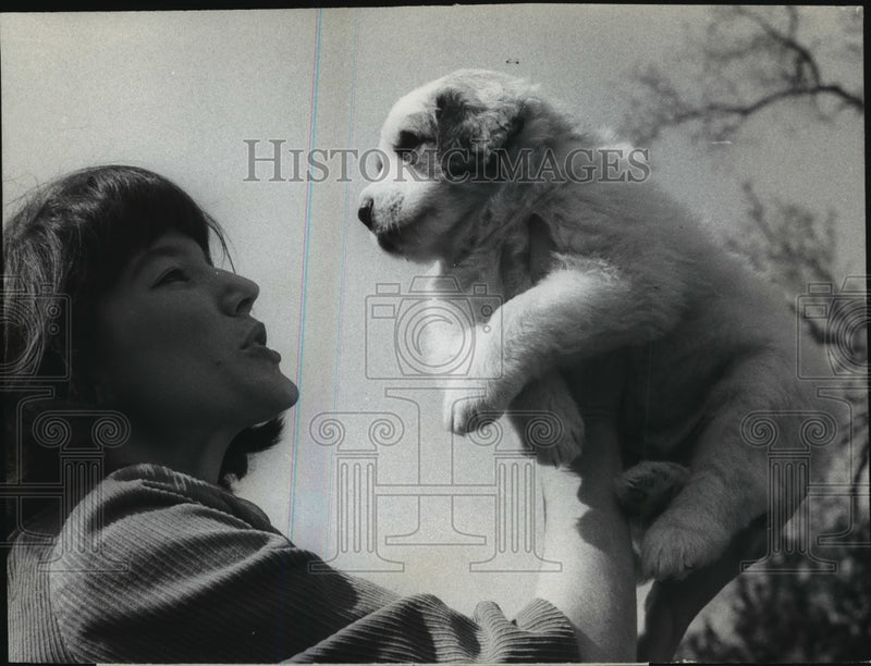 Load image into Gallery viewer, 1967 Press Photo Kay Nelson rescues a Great Pyrenees from another canine
