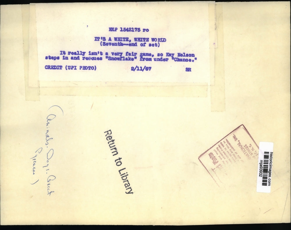 1967 Press Photo Kay Nelson rescues a Great Pyrenees from another canine