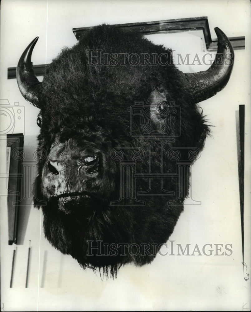 1941 Press Photo A mounted bison head at the Milwaukee Press Club - mja94795- Historic Images