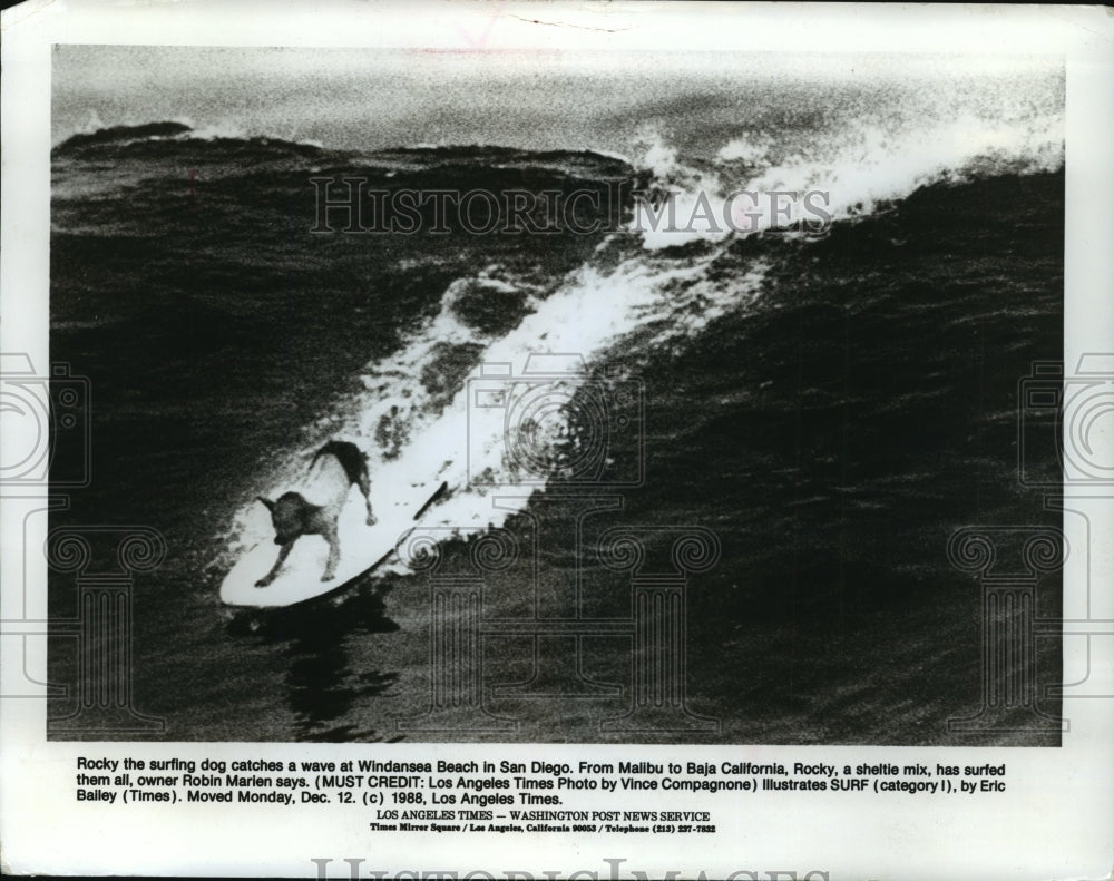 1988 Press Photo Rock rides a wave at Windansea Beach in San Diego.- Historic Images