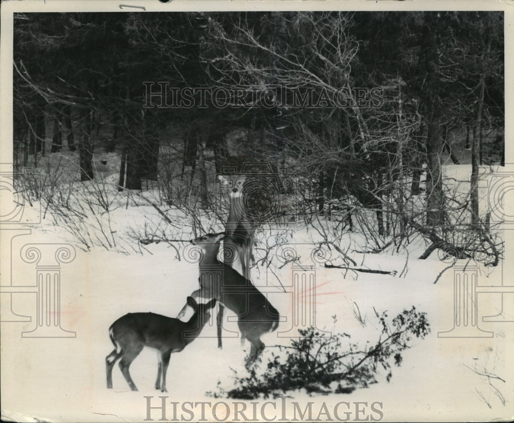 1972 Press Photo Starving deer battle for food along river in Forest County