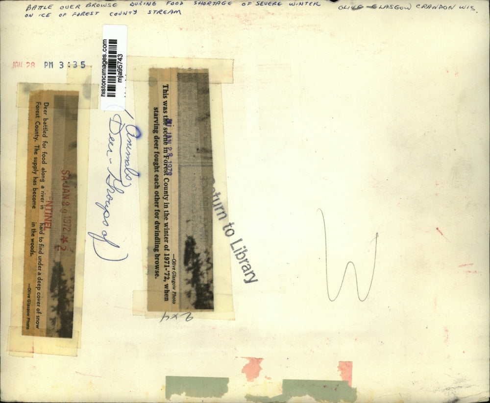 1972 Press Photo Starving deer battle for food along river in Forest County