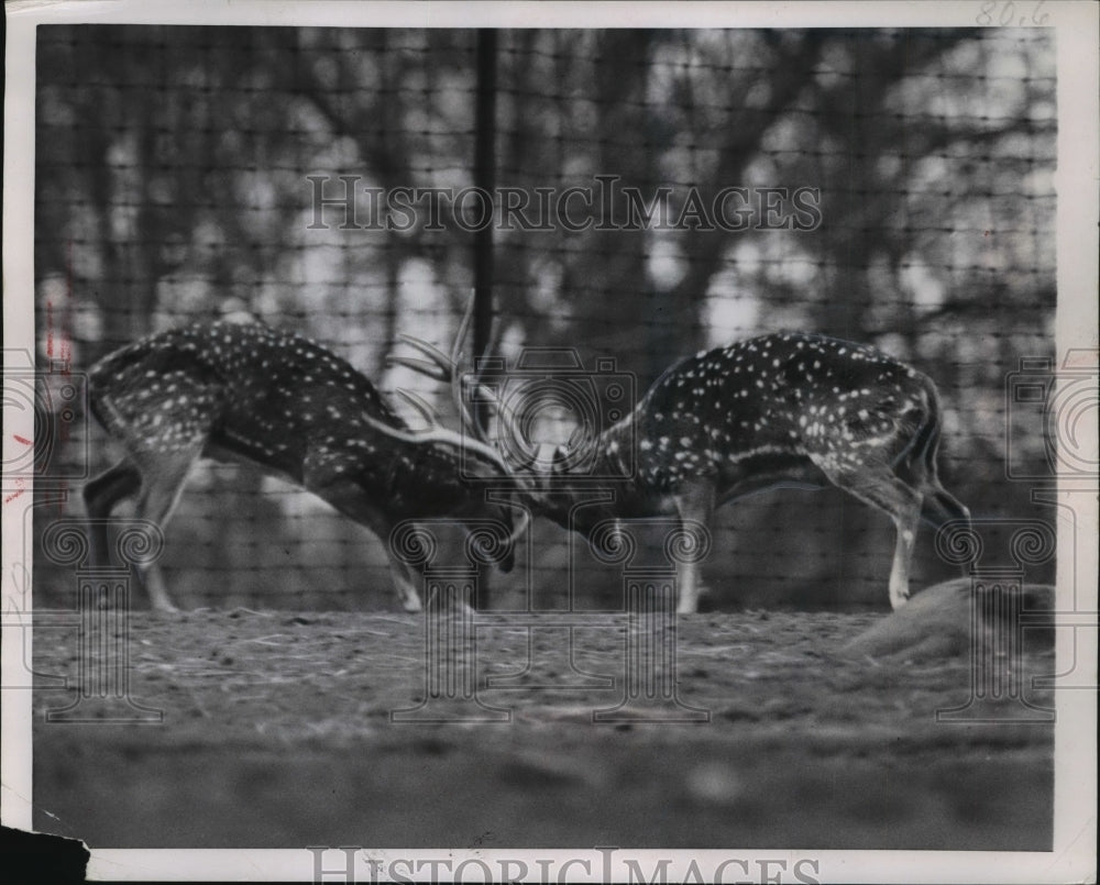 1951 Press Photo Two Horned Deer Animals at the Bronx Zoo in New York