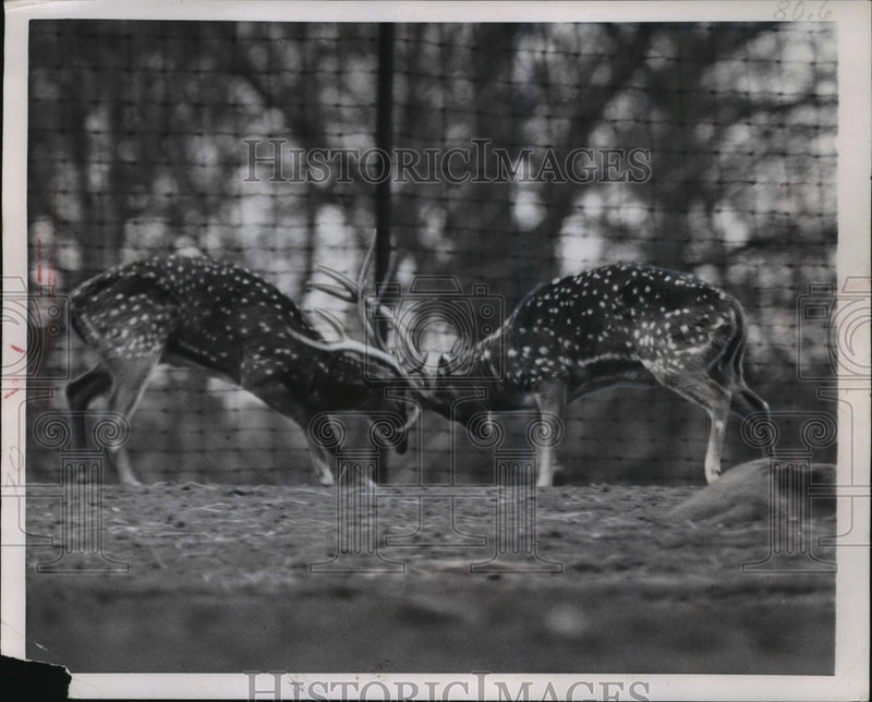 Load image into Gallery viewer, 1951 Press Photo Two Horned Deer Animals at the Bronx Zoo in New York
