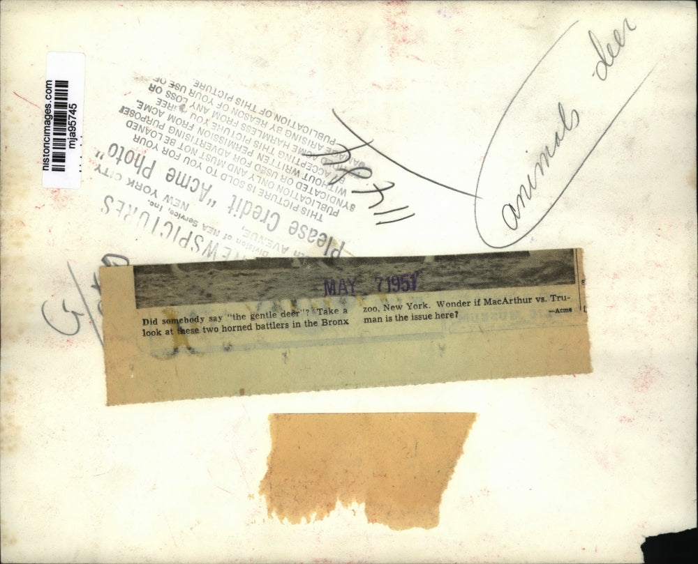 1951 Press Photo Two Horned Deer Animals at the Bronx Zoo in New York