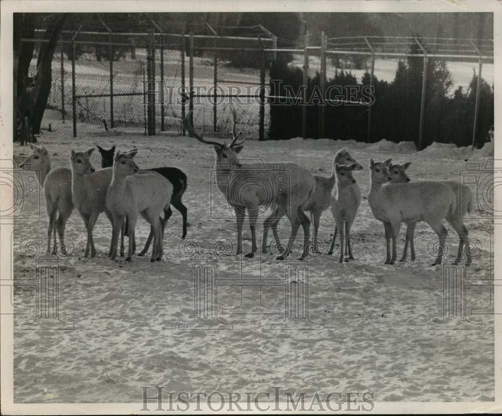 1969 Press Photo Group of deer at Green Bay wildlife refuge - mja95756