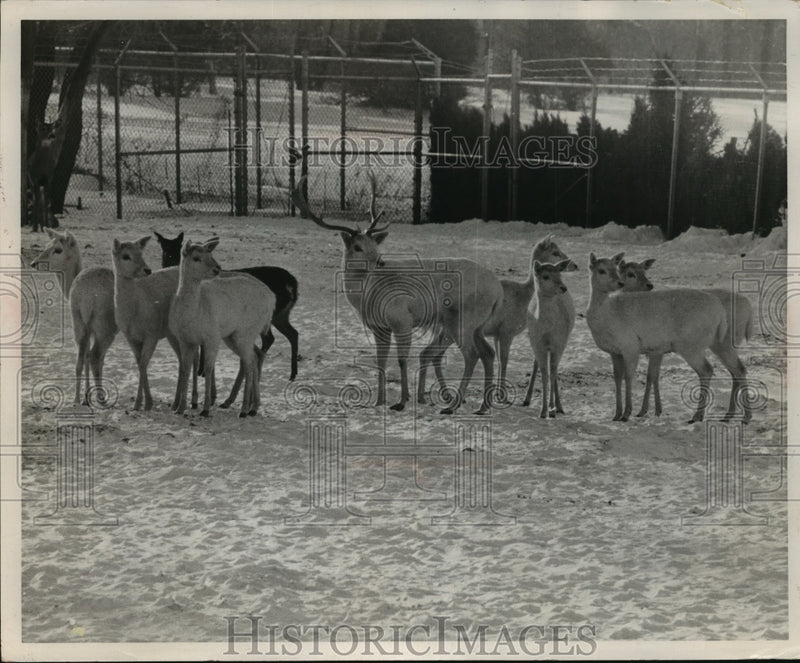 Load image into Gallery viewer, 1969 Press Photo Group of deer at Green Bay wildlife refuge - mja95756
